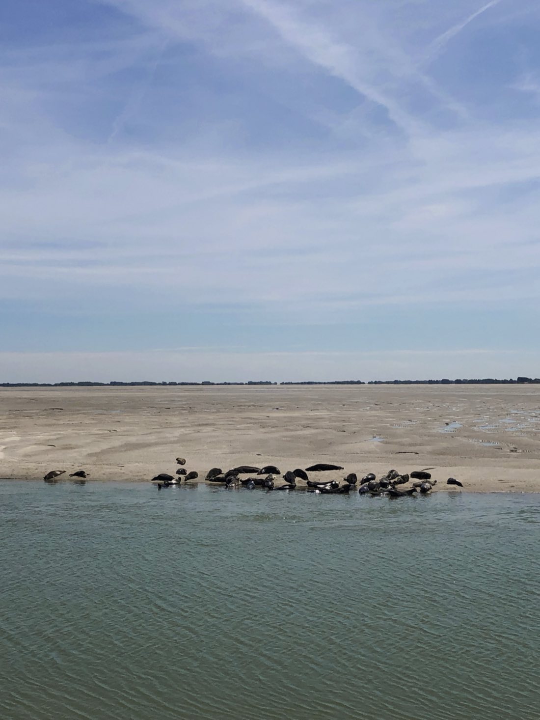 Une colonie de phoques au repos sur un banc de sable en Baie d'Authie, à marée basse